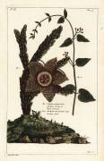 Starfish plant (Dupin) - Muzeo.com
