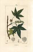 Storax (Pierre Jean Francois Turpin) - Muzeo.com