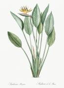 Strelitzia Reginae (Pierre Joseph Redouté) - Muzeo.com