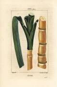 Sucre (Pierre Jean Francois Turpin) - Muzeo.com