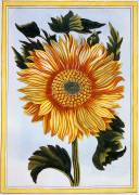 Sunflower (Pierre-Joseph Buchoz) - Muzeo.com