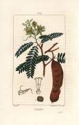 Tamarind (Pierre Jean Francois Turpin) - Muzeo.com