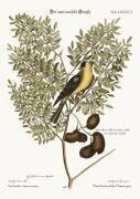 The American Goldfinch (Mark Catesby) - Muzeo.com