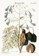 The Bahama Finch (Mark Catesby) - Muzeo.com