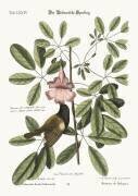The Bahama Sparrow (Mark Catesby) - Muzeo.com