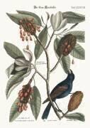 The blue Gross-beak (Mark Catesby) - Muzeo.com