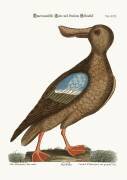 The Blue-wing Shoveler (Mark Catesby) - Muzeo.com