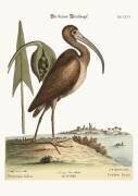 The brown Curlew (Mark Catesby) - Muzeo.com