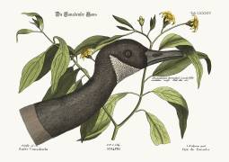 The Canada Goose (Mark Catesby) - Muzeo.com