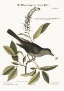 The Cat-Bird (Mark Catesby) - Muzeo.com