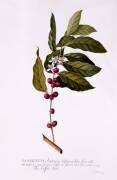 The Coffee Tree (Georg Dionysius Ehret) - Muzeo.com
