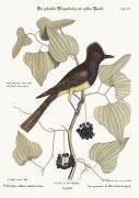 The crested Flycatcher (Mark Catesby) - Muzeo.com