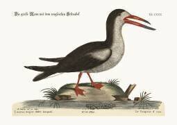 The Cut Water (Mark Catesby) - Muzeo.com