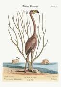 The Flamingo (Mark Catesby) - Muzeo.com