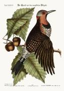 The gold-winged Woodpecker (Mark Catesby) - Muzeo.com