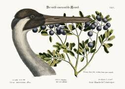 The hooping Crane (Mark Catesby) - Muzeo.com