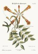 The Hummingbird (Mark Catesby) - Muzeo.com