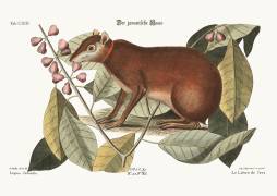 The Java Hare (Mark Catesby) - Muzeo.com