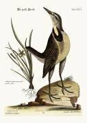 The large Lark (Mark Catesby) - Muzeo.com