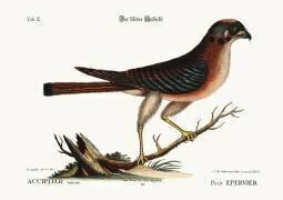 The little Hawk (Mark Catesby) - Muzeo.com
