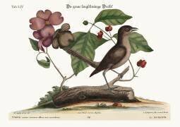 The Mock-Bird (Mark Catesby) - Muzeo.com