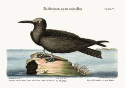 The Noddy (Mark Catesby) - Muzeo.com