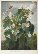 The oblique-leaved begonia (Robert John Thornton) - Muzeo.com