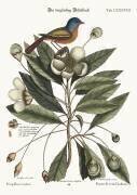 The painted Finch (Mark Catesby) - Muzeo.com