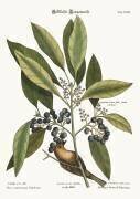 The Pine-Creeper (Mark Catesby) - Muzeo.com