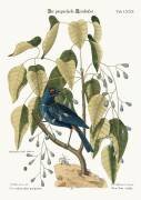 The purple Gross-beak (Mark Catesby) - Muzeo.com
