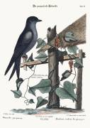 The purple Martin (Mark Catesby) - Muzeo.com