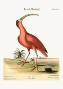 The red Curlew (Mark Catesby) - Muzeo.com