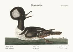 The round-crested Duck (Mark Catesby) - Muzeo.com