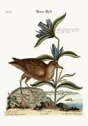 The Soree (Mark Catesby) - Muzeo.com