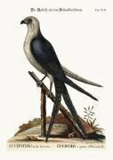 The Swallow-tail Hawk (Mark Catesby) - Muzeo.com