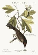 The Tyrant (Mark Catesby) - Muzeo.com