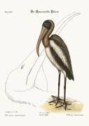 The Wood Pelican (Mark Catesby) - Muzeo.com