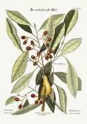 The yellow Titmouse (Mark Catesby) - Muzeo.com
