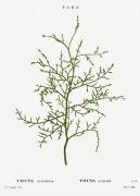 Thuya occidentalis (Pierre Joseph Redouté) - Muzeo.com
