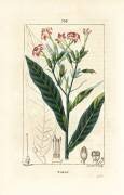Tobacco (Pierre Jean Francois Turpin) - Muzeo.com