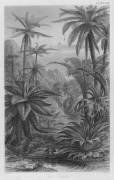 Tree Ferns (W. Fitch) - Muzeo.com