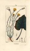Tussilage (Pierre Jean Francois Turpin) - Muzeo.com