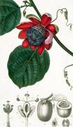 Une Passiflore (Pierre Jean Francois Turpin) - Muzeo.com
