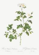 Vaillant's sweetbriar rose (Pierre Joseph Redouté) - Muzeo.com