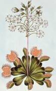 Venus Fly-trap (Pierre-Joseph Buchoz) - Muzeo.com