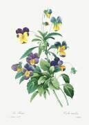 Viola Tricolour (Pierre Joseph Redouté) - Muzeo.com