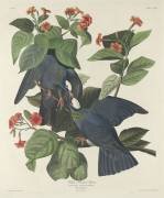 White-crowned Pigeon (John James Audubon) - Muzeo.com
