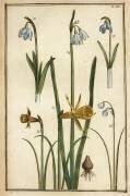 Wild daffodil (Daniel Rabel) - Muzeo.com