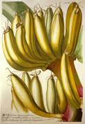 Young Bananas (Georg Dionysius Ehret) - Muzeo.com