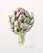 Artichoke Study (Alison Cooper) - Muzeo.com